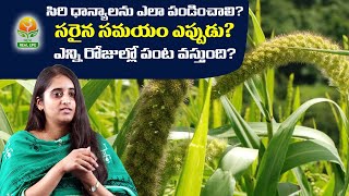 సిరి ధాన్యాలను ఎలా పండించాలి? సరైన సమయం, ఎన్ని రోజుల్లో పంట వస్తుంది  Newreallife tv