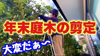 庭木の剪定（年末までに）参考になる動画