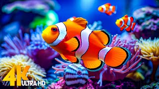 Aquarium 4K VIDEO (ULTRA HD) 🐠 Beautiful Coral Reef Fish - Relaxing Sleep Meditation Music #59