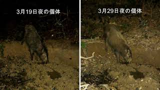 ぬたばで水を飲むニホンイノシシ Sus scrofa