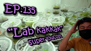 EP.135 "Lab kakkak" Tissue Culture super lowcost (อยากทำแลปแต่งบน้อยต้องดู "แลป กากกาก" โคตรฮาร์ทคอ)