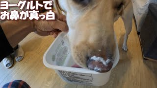 お気に入りのヨーグルトを食べて鼻が真っ白になるラブラドールレトリバー【こまちの日常動画】