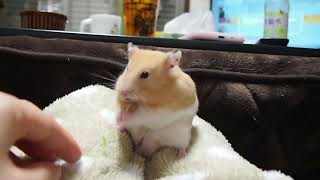 ハプニング！ハムケツに座った結果まさかの…!？おもしろ可愛い癒しハムスターWhat if Funny hamster cushions his tail