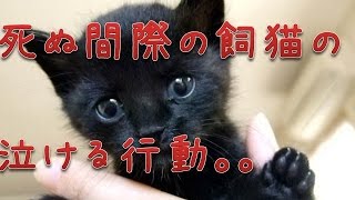 【泣ける話　動物】死ぬ間際の飼猫の泣ける行動