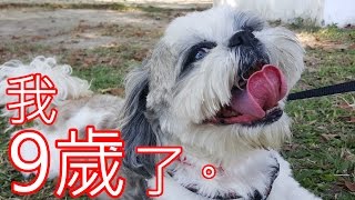 [Shintzu／西施犬DIDI] Happy Birthday 9years 9歲生日快樂