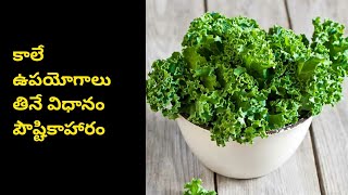 Types of kale. Benifits of having kale. కాలే వల్ల ఆరోగ్యప్రయోజనాలు.