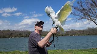 Gorgeous, Crazy Onni Cockatoo In Slow Motion