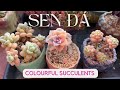 Sen Đá Lên Màu : Succulents Colourful Stress Compact Form #succulent #senda #australia