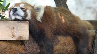 レッサーパンダ　賢健（ケンケン）Red panda Kenken