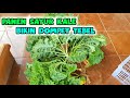 Panen sayur kale. sayur paling mahal