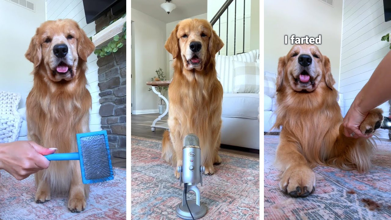 Grooming My Dog Asmr Youtube
