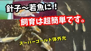 手間要らず！この方法で針子はすぐに若魚になります【メダカ】