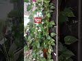 ನನ್ನ 101 ನೇ short ವಿಡಿಯೋ beautiful money plants garden garden ing