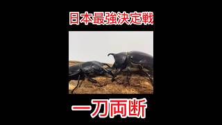 ［リアルムシキング］日本最強決定戦　サキシマヒラタクワガタvs国産カブトムシ　［クワガタ相撲］ #shortvideo #ムシキング