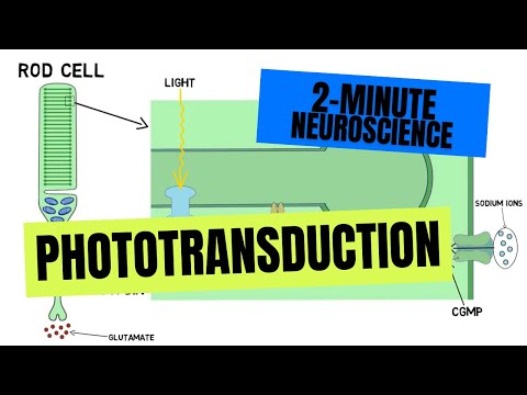 How do cone and rod cells work?