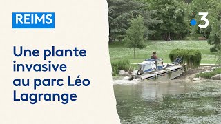 Reims : une plante invasive prolifère dans l'étang parc Léo Lagrange, la ville décide de l'arracher