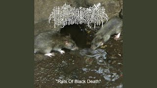 Rats Of Black Death