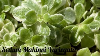 Sedum Makinoi Variegata/斑入りマルバマンネングサ(Fukuirimarubamannengusa)