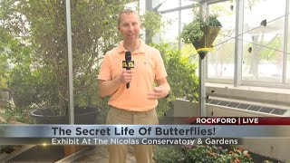 The Secret Life of Butterflies revealed