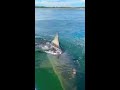 huge shark bites little boat shorts