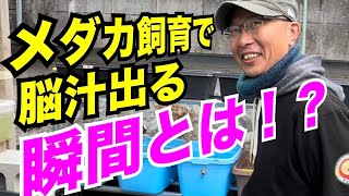 世界メダカ奇行山口県岩国市某所第三弾/メダカ飼育飼育の醍醐味！年に1度のレアメダカに出会った時がたまらない！オリジナルメダカの途中経過