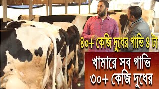 ৪০+ কেজি ৪ টা দুধের গাভি সহ এই খামারের সবগুলো গাভি ৩০+ কেজি দুধ দেয়। গাজীপুরের জাহাঙ্গীর ভাইর খামার