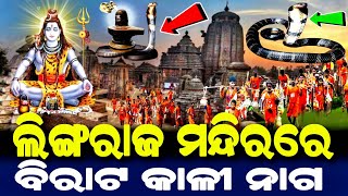 ଲିଙ୍ଗରାଜ ମନ୍ଦିରରେ ଦୃଶ୍ୟ ହେଲା କାଳୀ ନାଗ | ଭକ୍ତକୁ ଦର୍ଶନ ଦେଲେ ମହାଦେବ | Lord Shiva Story | Bolbom Story |