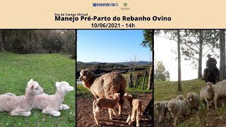 Manejo Pré-parto do Rebanho Ovino