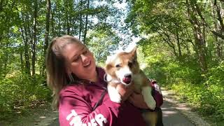 Best Dog Training Toledo, Ohio! 6 Month Old Corgi, Flynn!