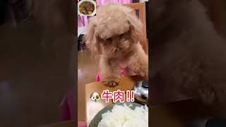 和食の朝ご飯の肉じゃがをおねだりする愛犬