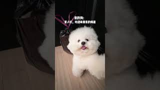 小狗：家人们 今天拆个盲盒 修勾 小花花的每一天 萌主过大年