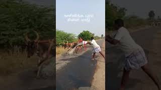 காசிலிங்கபுரம் சின்னமாடு