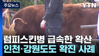 럼피스킨병, 10건 추가 발생...인천·강원도 뚫려 / YTN