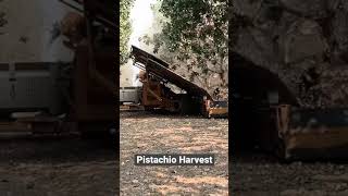 Pistachio Harvest/ Así se Cosecha el pistachio en el Sur de California