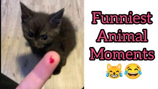funniest animals videos 😂🤣 compilation 🤣 | try to hold your laugh 😂 | berry straw 🍓