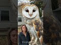 HUGE barn owl! #animals #bizarre #owls #huge #shorts