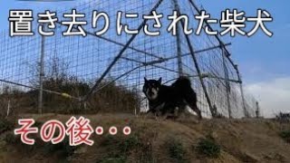 飼い主夜逃げ！？柴犬くんその後･･･ Dog Rescue A\u0026R