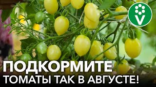 ПОДКОРМКИ ТОМАТОВ ВО ВРЕМЯ ПЛОДОНОШЕНИЯ: для быстрого налива, крупных и сладких плодов!