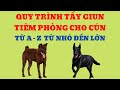 Quy Trình Tẩy Giun Tiêm Phòng Cho Cún Từ Nhỏ Đến Lớn, Từ A - Z / Bằng Đoàn TB