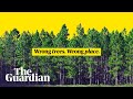 How we get tree planting wrong