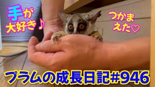 【ベッドの下で飼い主と手遊びするのが大好きな猿】Bushbaby Plum's Growth Diary ショウガラゴ プラムの成長日記