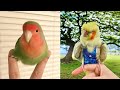 Smart And Funny Parrots Parrot Talking Videos Compilation (2023) - Cute Birds #2