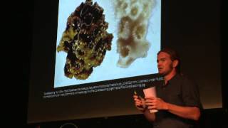 Fixing Paradise: Rethinking Sustainable Agriculture for Food-Desert | Nate Olive | TEDxSaintThomas