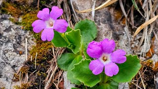 Grigna Settentrionale: tra Moncodeno, Piancaformia e Prada alla ricerca di Primula grignensis