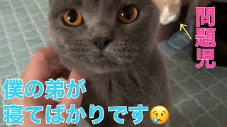 ころんくんが寝てばかりなので兄のあおくんが困ってます！【ブリティッシュショートヘア、スコティッシュフォールド】BritishShorthair、ScottishFold