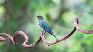 221119 Verditer Flycatcher (นกจับแมลงสีฟ้า)