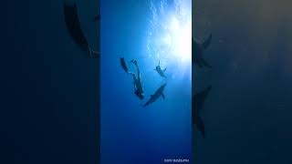 Swim with wild dolphins in the Bahamas June 4, 2023_01