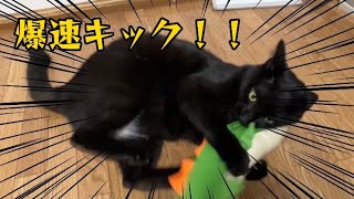 新しいけりぐるみに爆速キックをお見舞いする黒猫