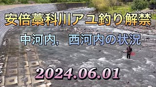 安倍藁科川アユ釣り解禁