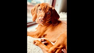 DIEGO meet our VIZSLA puppy🦮 first two weeks 😮‍💨